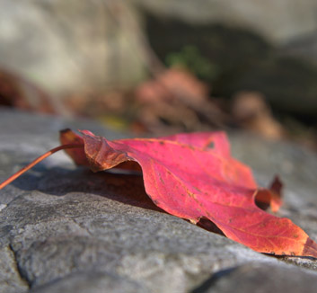 Free Photos